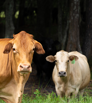 Ranch Tours
